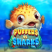 Puffers Vs Sharks